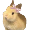 Обложка набора 🐰 розовые мечты
