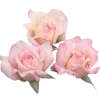 Стикер 3 🐰 розовые мечты