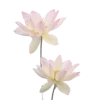 Стикер 27 🐰 розовые мечты