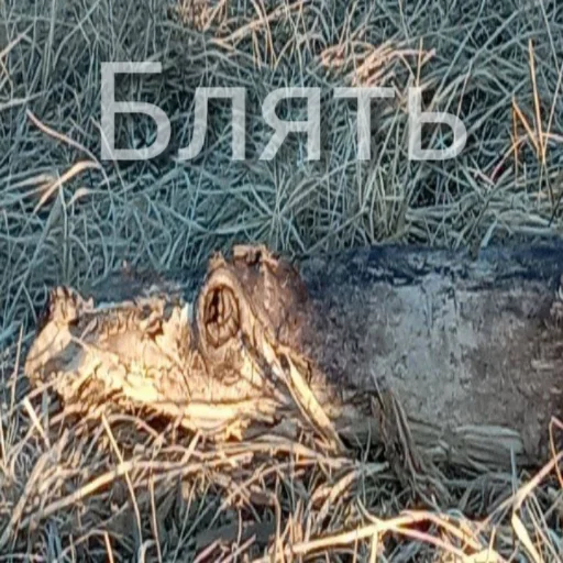 🗿 Стикер «Ebatь Raznos Nahyi» для Telegram