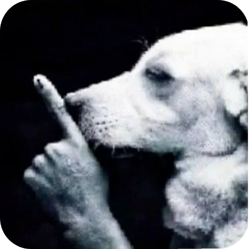 🐶 Стикер «Полное говно» для Telegram
