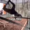 Стикер 20 Пон