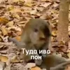 Стикер 12 Пон