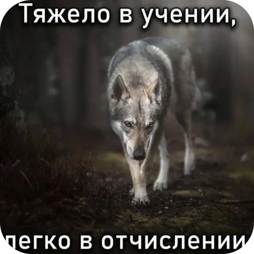 🫥 Стикер «Попа антилопа» для Telegram