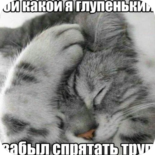 🫥 Стикер «Попа антилопа» для Telegram