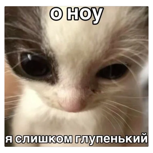 🫥 Стикер «Попа антилопа» для Telegram