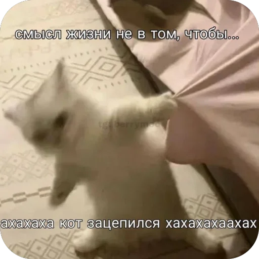 🫥 Стикер «Попа антилопа» для Telegram