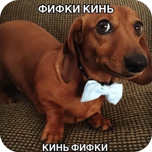 🫥 Стикер «Попа антилопа» для Telegram