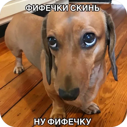 🫥 Стикер «Попа антилопа» для Telegram