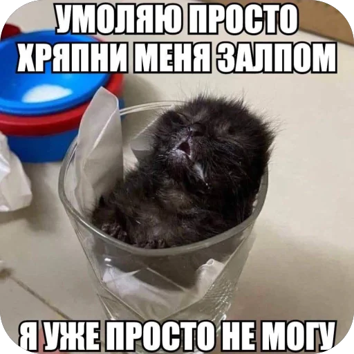 🫥 Стикер «Попа антилопа» для Telegram