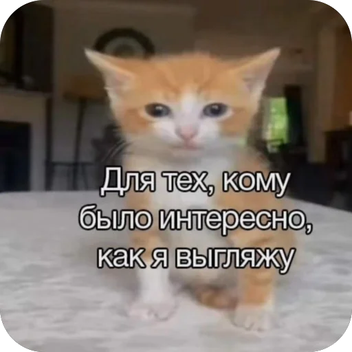 🫥 Стикер «Попа антилопа» для Telegram