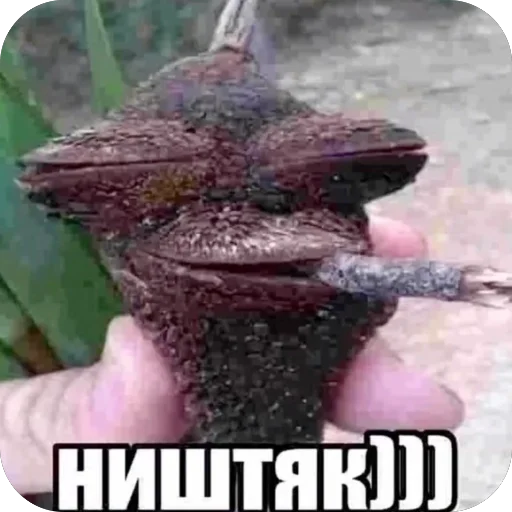 🫥 Стикер «Попа антилопа» для Telegram
