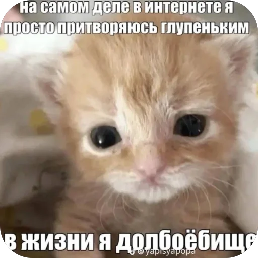🫥 Стикер «Попа антилопа» для Telegram