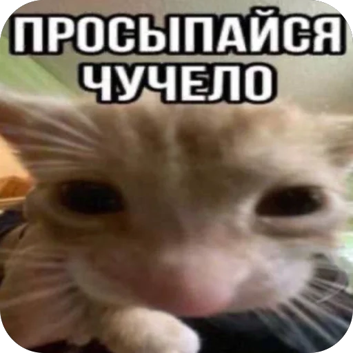 🫥 Стикер «Попа антилопа» для Telegram