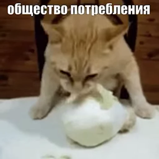 Стикерпак «Стикеры потребления...» для Telegram — обложка