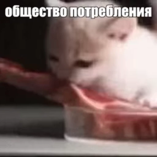 🥩 Стикер «Стикеры потребления...» для Telegram