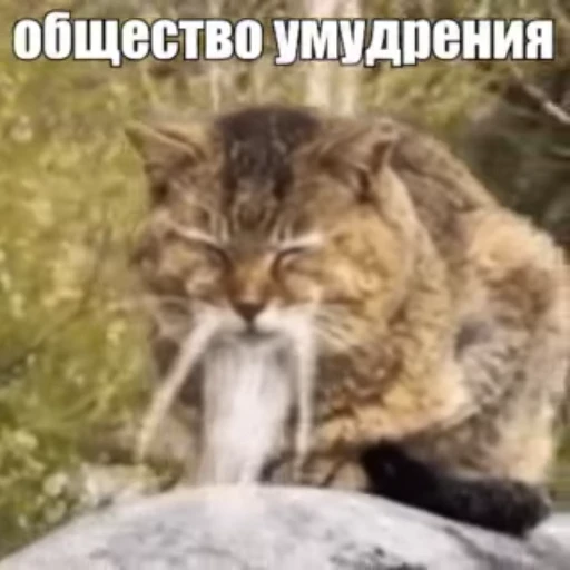 🌟 Стикер «Стикеры потребления...» для Telegram