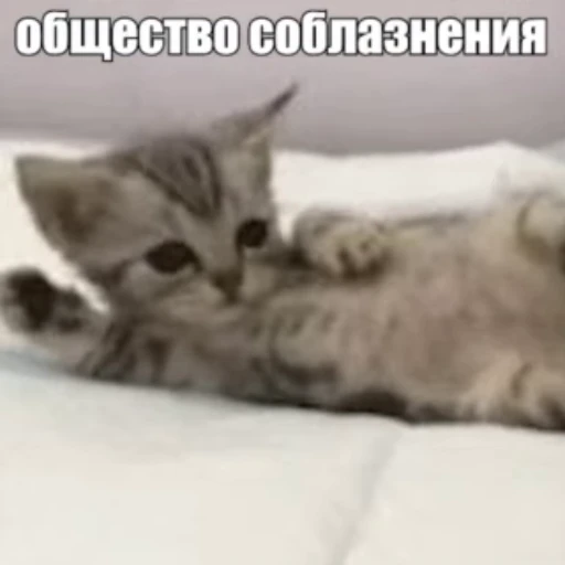 😏 Стикер «Стикеры потребления...» для Telegram