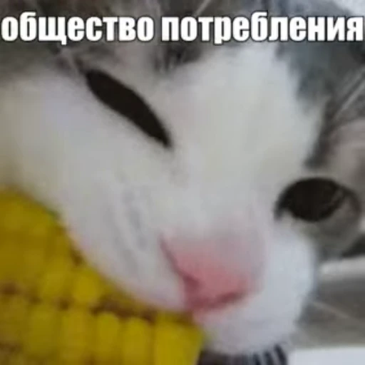 🐈 Стикер «Стикеры потребления...» для Telegram