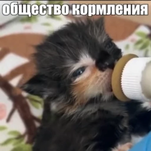 🍼 Стикер «Стикеры потребления...» для Telegram