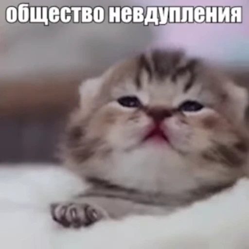 🐱 Стикер «Стикеры потребления...» для Telegram