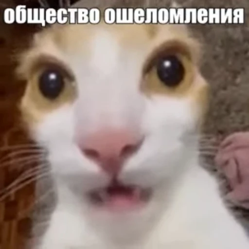 😮 Стикер «Стикеры потребления...» для Telegram