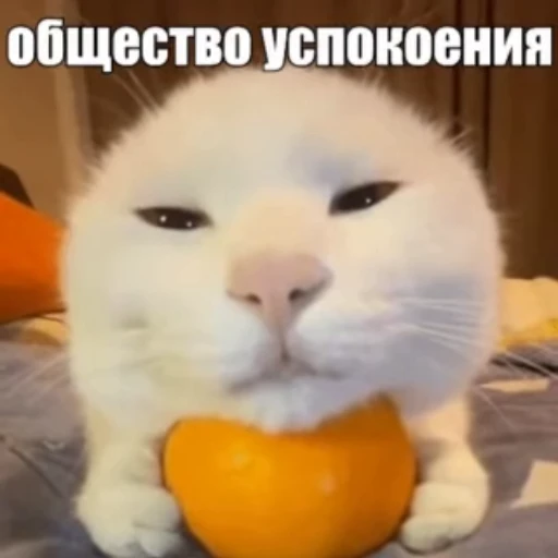 😌 Стикер «Стикеры потребления...» для Telegram