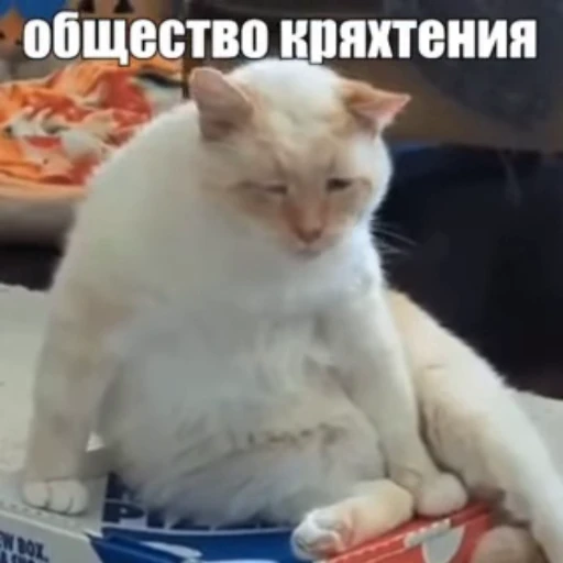👨‍🦳 Стикер «Стикеры потребления...» для Telegram