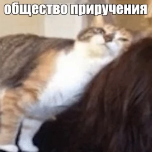 🥰 Стикер «Стикеры потребления...» для Telegram