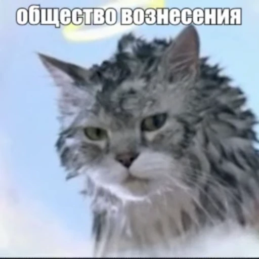 😇 Стикер «Стикеры потребления...» для Telegram