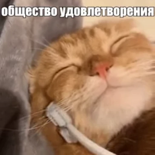 🤤 Стикер «Стикеры потребления...» для Telegram
