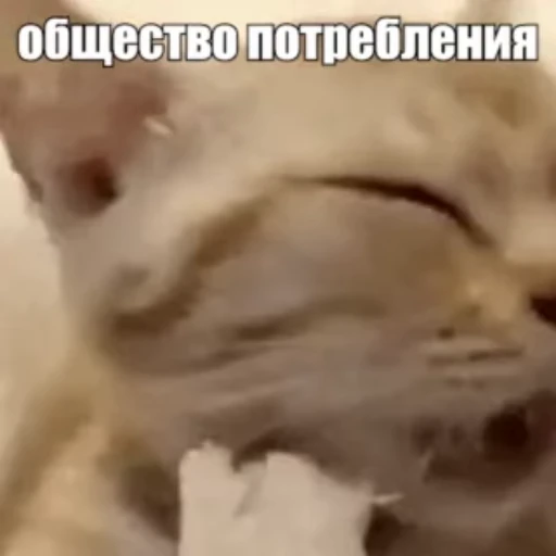 🐈 Стикер «Стикеры потребления...» для Telegram