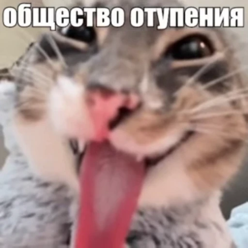 🤪 Стикер «Стикеры потребления...» для Telegram