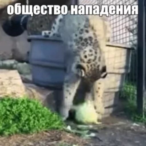 🥬 Стикер «Стикеры потребления...» для Telegram