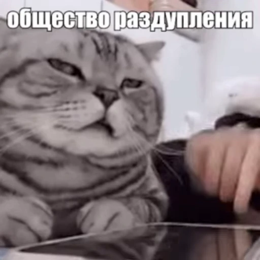 😾 Стикер «Стикеры потребления...» для Telegram
