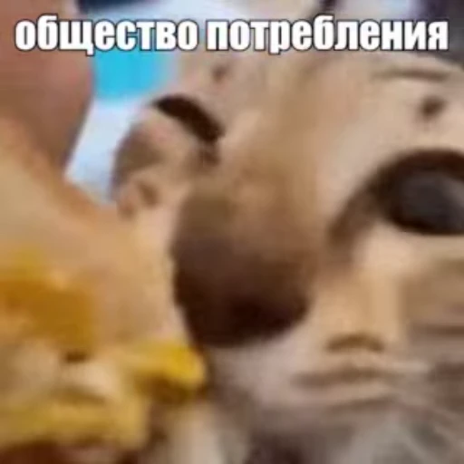 🐈 Стикер «Стикеры потребления...» для Telegram