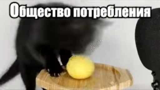 🐈‍⬛ Стикер «Стикеры потребления...» для Telegram