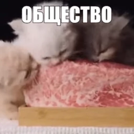 🥩 Стикер «Стикеры потребления...» для Telegram