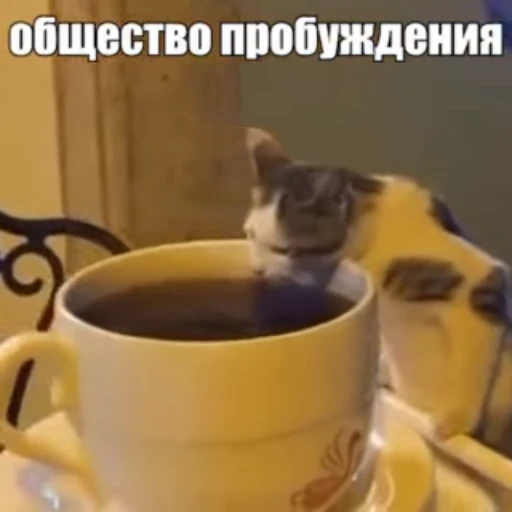 🐈 Стикер «Стикеры потребления...» для Telegram