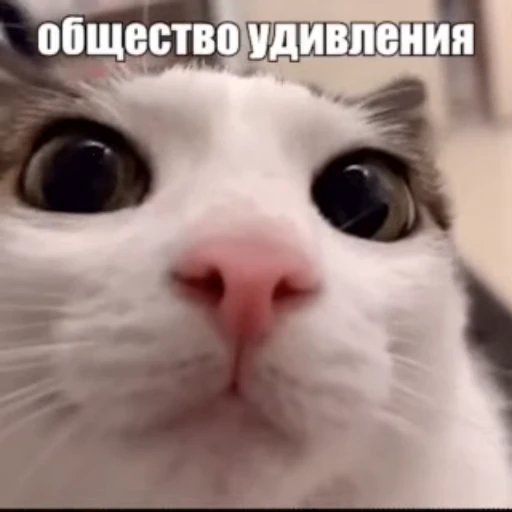 😳 Стикер «Стикеры потребления...» для Telegram