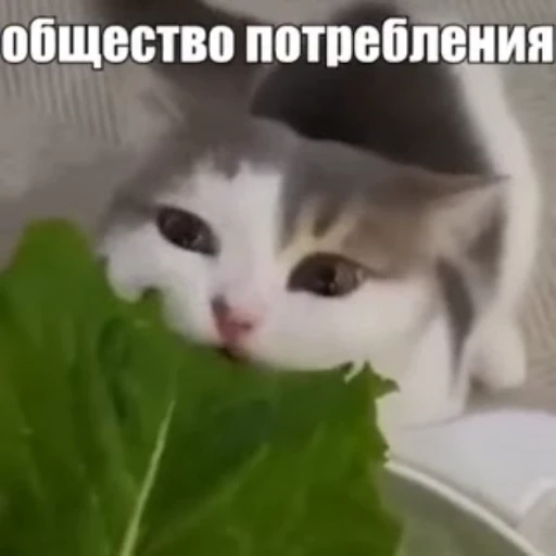 🥬 Стикер «Стикеры потребления...» для Telegram