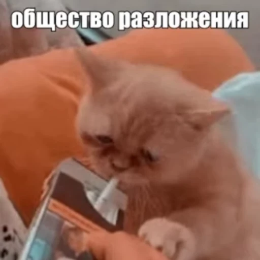 🐈 Стикер «Стикеры потребления...» для Telegram