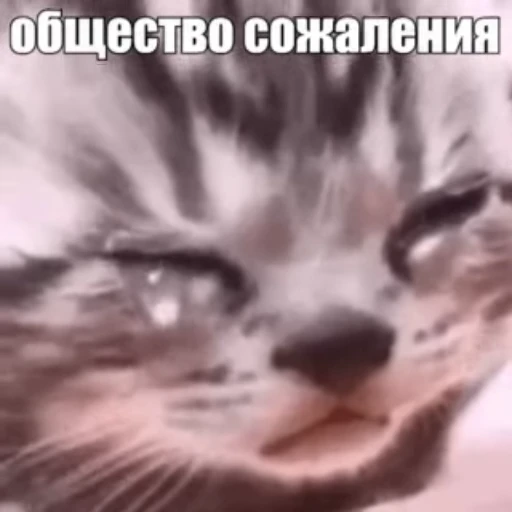 😢 Стикер «Стикеры потребления...» для Telegram