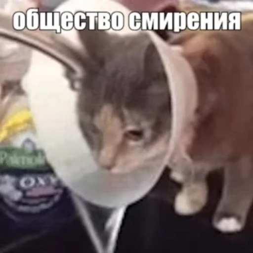 😓 Стикер «Стикеры потребления...» для Telegram