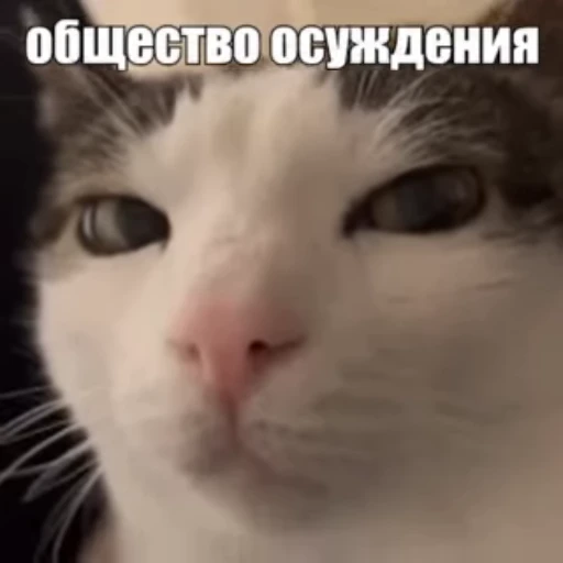 😾 Стикер «Стикеры потребления...» для Telegram