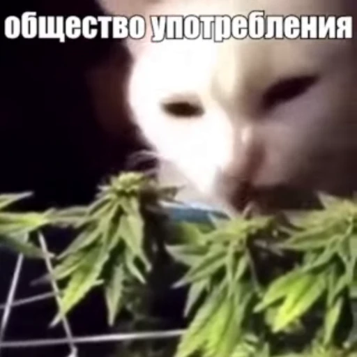 🌿 Стикер «Стикеры потребления...» для Telegram