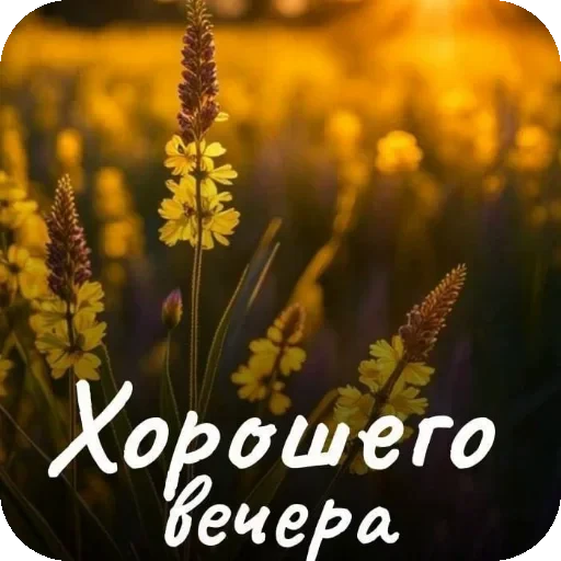 🌸 Стикер «Пожелания Разное» для Telegram