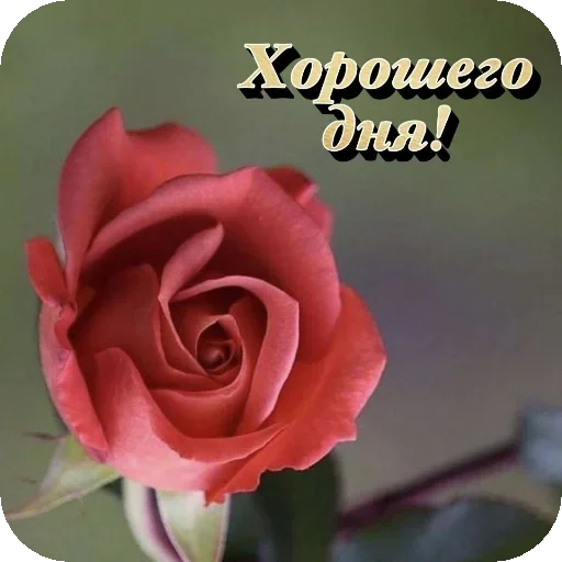 🌸 Стикер «Пожелания Разное» для Telegram