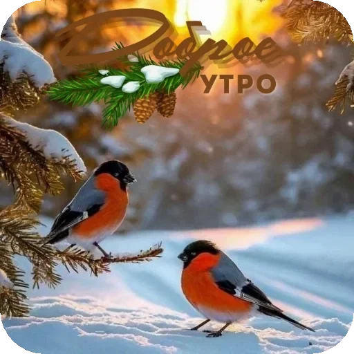 🐦 Стикер «Пожелания Разное» для Telegram