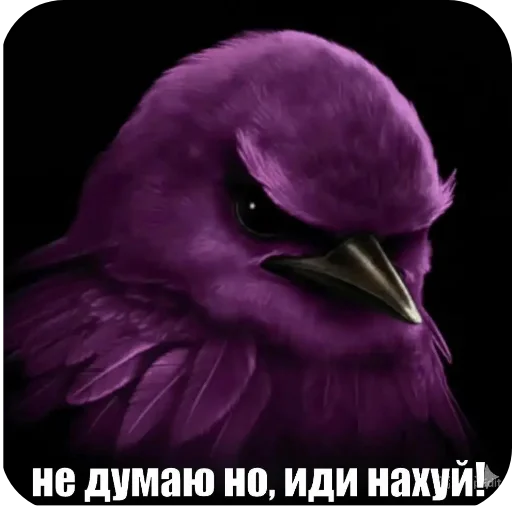 🌸 Стикер «Вряд-ли птица» для Telegram